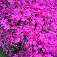 芝桜　切り苗　10本のサムネイル