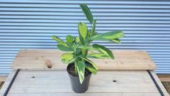 【観葉植物】クテナンセ　ルベルシアーナ（クテナンテ）6号鉢