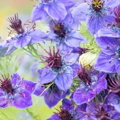 【花の種】約６０粒　ニゲラ　ヒスパニカブルー　０．２５ｍｌ　一重咲　美しい青色