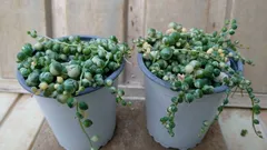 【斑入りグリーンネックレスが2つで2000円】斑入りグリーンネックレス9cm深プラスチックポット苗　第四種郵便物専用