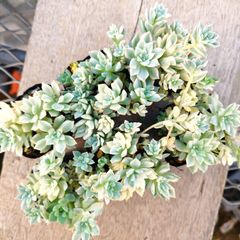 専用　多肉植物　❁︎オルペット錦　抜き苗 a8e127d9d4b2b0d6c7649d3f3854d6