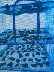 Item thumbnail for item f686be42-4e7d-43de-83ea-e0a275275b6f