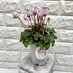 Kyoko Matsuyama様 リクエスト 2点 まとめ シクラメン ジックス 【公式