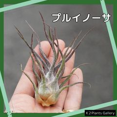 チランジア 【プルイノーサ】 エアプランツ エアープランツ