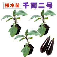 なす 接ぎ木 苗 千両2号 3個セット 中長ナス 千両二号 販売 プランター 初心者でも育てやすい 家庭菜園 ナス なすび 茄子 野菜 接木苗 農場直送 9cm