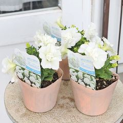 花苗 八重咲き ペチュニア フラメンコ ホワイト 3.5号ポット 多年草 四季咲き かわいい