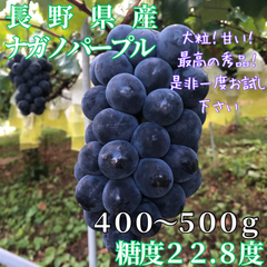 ナガノパープル 長野県 大粒 種無しぶどう 400g 500g