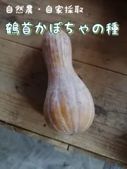 2025年最新】鶴首 かぼちゃの人気アイテム - メルカリ