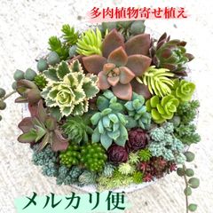 ラブリーローズ♡よくばりセダム20種♡寄せ植え♡レアセダム入り♡多肉植物♡グリーンネックレス - メルカリ