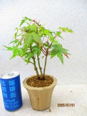 [讃岐屋緑兵衛] 紅葉 寄植 (7164黄土丸鉢)全高：25㎝※宅配便発送