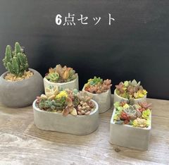❤️多肉植物そのまま飾れる寄せ植え❤️リメイク鉢6個セット❤️お得
