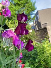 西洋オダマキカラーMix小さな抜き苗8本 - メルカリ