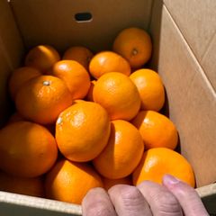 せとか20キロ爆食い　3Lサイズ