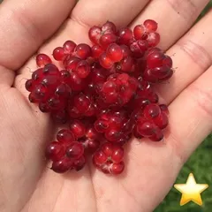 ⭐️ルビー赤実木苺苗2株(大)⭐️ 日本ラズベリー 木いちご　苗代苺の苗木