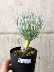 ミ*コ様 特選 希少多肉植物 ゲチリス・グランディフローラ 南アフリカ原産 大株 ゲチリスグランディフローラ #gethyllisgrandiflora まるで現地