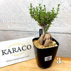 【塊根植物】②現品 トリコディアデマ ブルボムス 姫紅小松 3号 コーデックス 盆栽