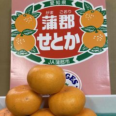 愛知　蒲郡産　せとか8玉～12玉