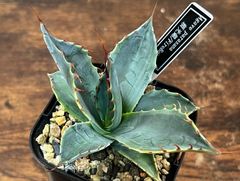Agave/アガベ パラサナファイヤーボール/頼光錦 発根済 送料込み