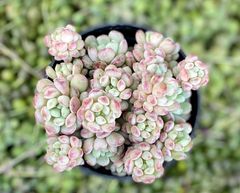 パールビーン萌豆　大群生根付き　韓国苗　多肉植物