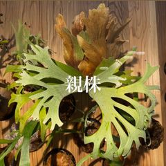 ビカクシダ　MOJA OC PUP 子株（中株）