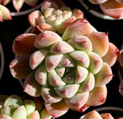 アルバ　双頭　エケベリア　韓国苗　多肉植物