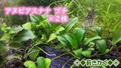 2026年最新】アヌビアスナナの人気アイテム - メルカリ
