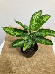 アグラオネマ・ピクタムトリカラー　3.5号　稀少　人気　迷彩　観葉植物　キレイ　斑入り　模様　インテリア　グリーン　インドア　屋内