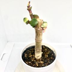 金のなる木（黄金花月）斑入り花月 多肉植物　抜き苗