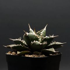"agave titanota" アガベ チタノタ【海王】 管理2295