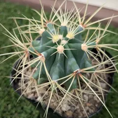 フェロカクタス王冠竜錦◇ドライガーデン多肉サボテン斑入りアガベ アロエ　ヤシ フェロカクタス王冠竜錦◇ドライガーデン多肉サボテン斑入り