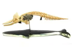 【中古】フィギュア GK002 マッコウクジラ(全身骨格) 「国立科学博物館監修シリーズ 科博所蔵品再現モデル」のサムネイル