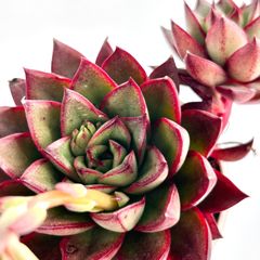 【多肉植物】エケベリア・パープソルム×プリドニスグリーン　Echeveria purpusorum×'Pulidonis Green Form'
