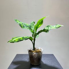 アグラオネマ　ピクタムトリカラー