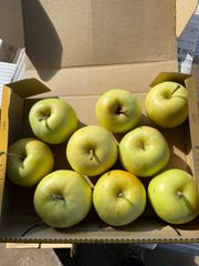 青森県産りんごトキ  コンパクトボックス