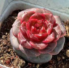 新作　多肉植物　エケベリア　ロマンティックレッド 3cm 抜き苗　1株