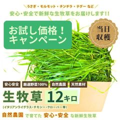 [夏季限定！クール便発送] 生牧草 国産とれたて 大容量 12000g 12kg ( イタリアンライグラス クローバー オーツ ソルゴー ) うさぎ モルモット チンチラ  馬