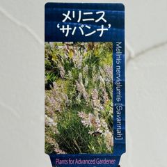 【グラス】メリニス・サバンナ　3号ラベル苗