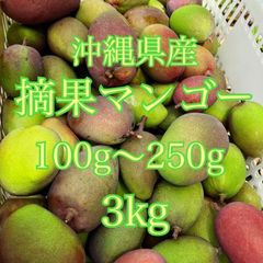 沖縄県産　摘果マンゴー　3kg