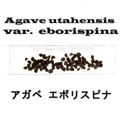 アガベ ユタエンシス エボリスピナ 種子 500粒 - メルカリ