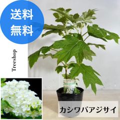 カシワバアジサイ 【送料無料】　15ｃｍポット苗 高さ0.4ｍ 幅0.4ｍ シンボルツリー 柏葉紫陽花 開花株 苗 植木 庭木