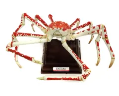 ネイチャーテクニカラー タカアシガニ フィギュア 海遊館ミュージアム 奇譚クラブ 2025年最新】海遊館 タカアシガニの人気アイテム - メルカリ