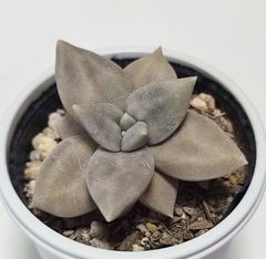 エケベリア 原種  シチュエンシス シチュ  xichuensis xichu ケーレス実生苗 月曜or火曜日発送。