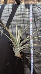 チランジア ファシクラータ, Canon del Zopilote - メルカリ