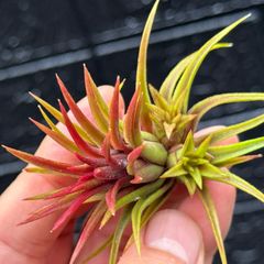 花後親子紅葉芽吹株＊ 株元にクランプになるための待機ミニ新芽あり＊ チランジア イオナンタ ファイヤークラッカー＊エアプランツ＠フラワーショップ江口