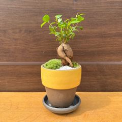 【和風植替えアレンジ】⑥ ガジュマル 盆栽 鉢植え 受け皿付き 3号鉢 フィカス 苔 化粧砂利 観葉植物 インテリア 幸福の樹 イエロー＆ブラウン
