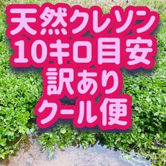 栽培用　湧き水育ち　天然　クレソン　4-5キロ目安　クール便（匿名不可） 訳あり】限定一箱 天然クレソン 湧き水育ち・4キロ目安・クール便 100