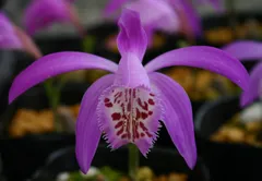 2025年最新】トキソウの人気アイテム - メルカリ