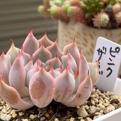 多肉植物 ☘️ ピンクザラゴーサ 抜き苗
