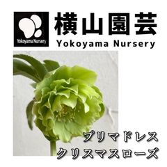 クリスマスローズ クリスマスローズ