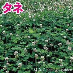 【花のタネ・種】ホワイトクローバー　20ml　緑化　緑肥　　景観用作物　土壌改良